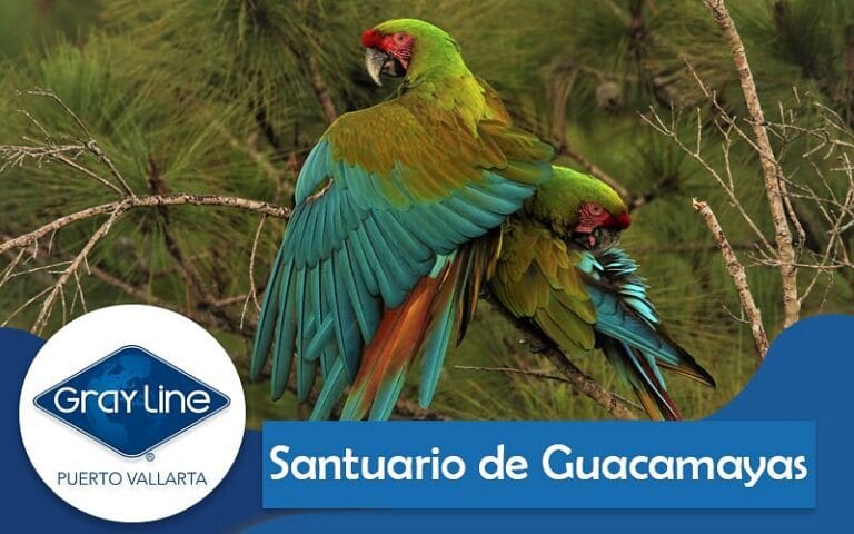 attractions graylinepuertovallarta puerto vallarta 1 768x480