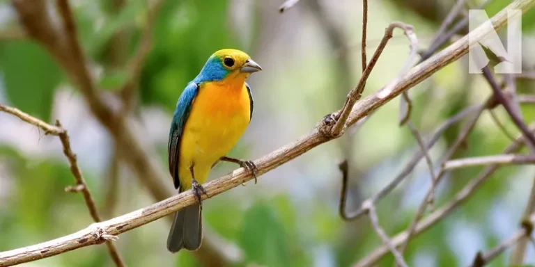 bird birding in mexico puerto vallarta1 1 768x384