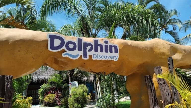 dolphindiscoverypuertovallarta puerto vallarta 0 1 768x438