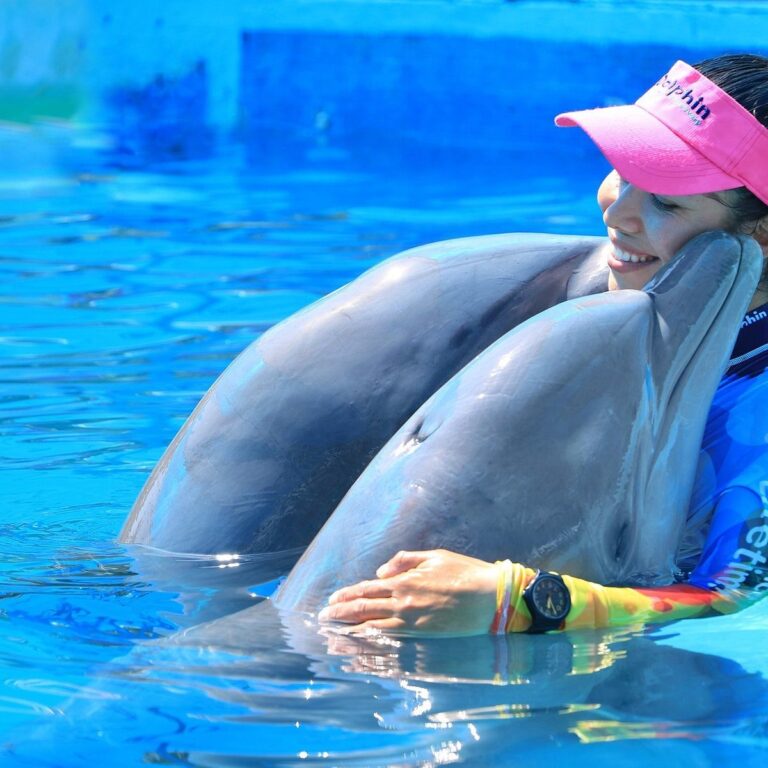 dolphins dolphindiscoverypuertovallarta puerto vallarta 1 768x768
