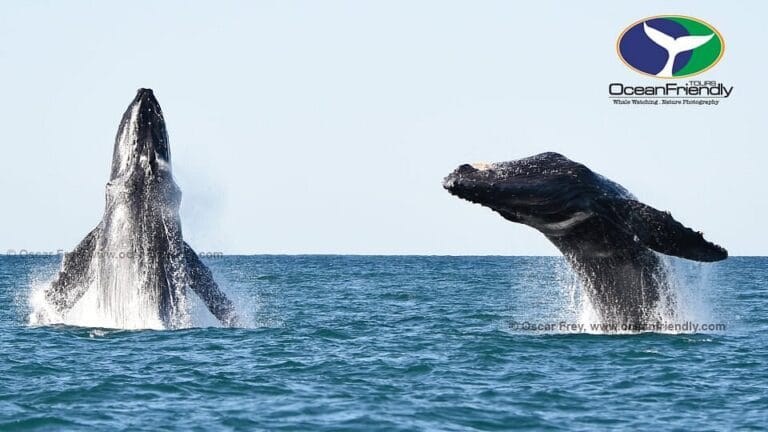 two whales ocean friendly tours puerto vallarta 1 768x432