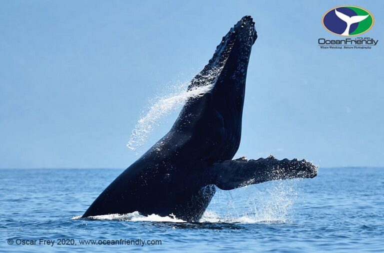 whale ocean friendly tours puerto vallarta 1 768x507