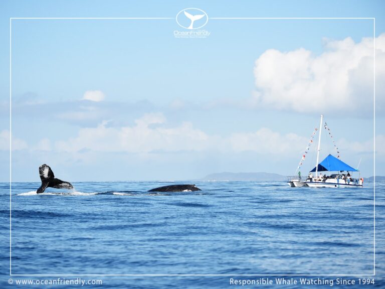 whale tour ocean friendly tours puerto vallarta 1 768x576