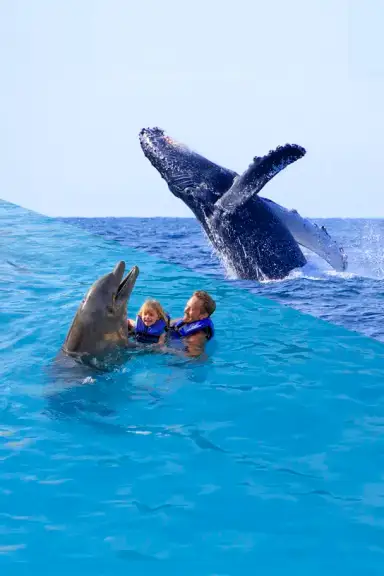 whale watching and dolphin swim safari sea safari vallarta adventures puerto vallarta 2