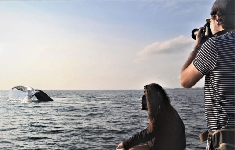 whale whale watchers vallarta puerto vallarta 1 1 768x491